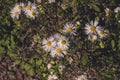 Small white daisies in the wild - beautiful daisy Royalty Free Stock Photo