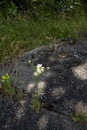 Small white daisy flower growing in a crack on pavement