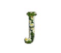 Small white daisy flower, spring garden capital letter J