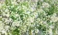 Small white daisy flowers in blurred with green leave background Royalty Free Stock Photo