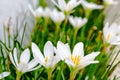 Small white daisy flowers grouped with highlighted petals with side view.