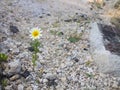 Small white Daisy grows among the stones
