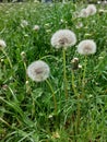 A small white dandelion in the tall green grass. Royalty Free Stock Photo