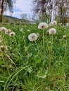 A small white dandelion in the tall green grass. Royalty Free Stock Photo