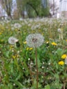 A small white dandelion in the tall green grass. Royalty Free Stock Photo