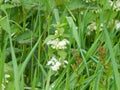 Small white deafening on the meadow Royalty Free Stock Photo