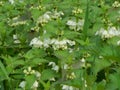 Small white deafening on the meadow Royalty Free Stock Photo