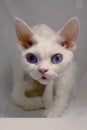 Small white cat, Devon Rex breed, on a white background. The cat has bright blue eyes and white curly hair Royalty Free Stock Photo