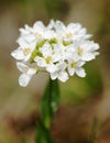 Small white dewy flowers Royalty Free Stock Photo