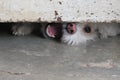 Small White Dog Barking Under the Door