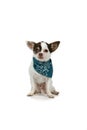 Small white dog with a blue bandana Royalty Free Stock Photo