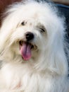 Small white dog, breed-ODIS Royalty Free Stock Photo