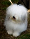 Small white dog, breed-ODIS Royalty Free Stock Photo