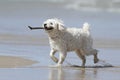 Small White Dog Carrying a Stick on the Beach