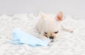 A small white dog chews and tears a blue medical mask. Royalty Free Stock Photo