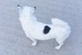 Small white dog chihuahua