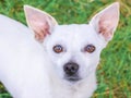 A small white dog of the chihuahua breed is looking in the eye with a trusting look_