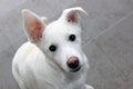 Portrait of a small white dog with eyes beads Royalty Free Stock Photo