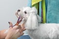 Small white dog at the hairdresser`s. Trimming the hair on the ears of the Maltese. Royalty Free Stock Photo