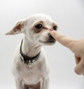 A small white dog and the index finger of a woman`s hand at the dog`s nose. Royalty Free Stock Photo