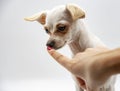 A small white dog and the index finger of a woman`s hand at the dog`s nose. Royalty Free Stock Photo