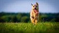 A small white dog jack russell terrier running on meadow in the rays of the setting sun.