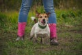 A small white dog licks its lips and stands at the feet of its owner Royalty Free Stock Photo