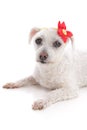 Small white dog lying down resting Royalty Free Stock Photo