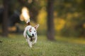 Small white dog in motion - running in park Royalty Free Stock Photo