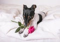 A small white dog puppy breed Jack Russel Terrier with pink rose lays on white blanket. Valentines day concept