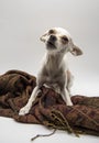 A small white dog with big ears and sad eyes, lies on a brown patterned scarf on a white background Royalty Free Stock Photo