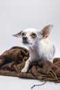 A small white dog with big ears and sad eyes, lies on a brown patterned scarf on a white background Royalty Free Stock Photo