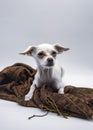 A small white dog with big ears and sad eyes, lies on a brown patterned scarf on a white background Royalty Free Stock Photo