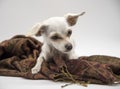 A small white dog with big ears and sad eyes, lies on a brown patterned scarf on a white background Royalty Free Stock Photo