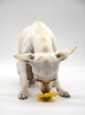 A small white dog with sad eyes and bright flowers on a white background Royalty Free Stock Photo