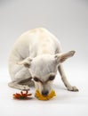 A small white dog with sad eyes and bright flowers on a white background Royalty Free Stock Photo