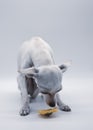 A small white dog with sad eyes and bright flowers on a white background Royalty Free Stock Photo