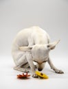 A small white dog with sad eyes and bright flowers on a white background Royalty Free Stock Photo