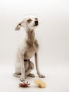 A small white dog with sad eyes and bright flowers on a white background Royalty Free Stock Photo