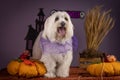 a small white dog sits next to halloween decorations and pumpkins