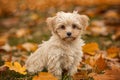 Small White Dog Sitting in Field of Leaves Royalty Free Stock Photo