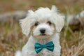 Small White Dog With Blue Bow Tie. Generative AI