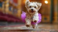 Small White Dog Wearing Pink Tutu Royalty Free Stock Photo