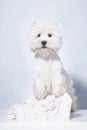 A small white West Highland White Terrier dog stands on its hind legs, leaning on a gypsum half-cap Royalty Free Stock Photo