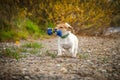 Small white dogs play with a blue toy in their teeth Royalty Free Stock Photo