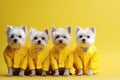 Small White Dogs In Row With Yellow Raincoats