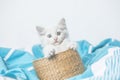 Small white domestic kitten in basket  lying on bed with white blanket funny pose. cute adorable pet cat Royalty Free Stock Photo