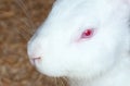 Small white domesticated rabbit closeup. Breeding pets Royalty Free Stock Photo