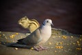 Small White Doves and Squirrel Looking For Food On The Ground Royalty Free Stock Photo