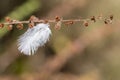 small white downy feather hangs on a dry flower branch